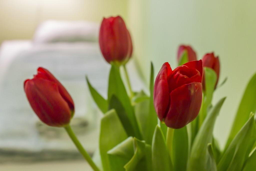 Flower Rooms Cracovia Esterno foto